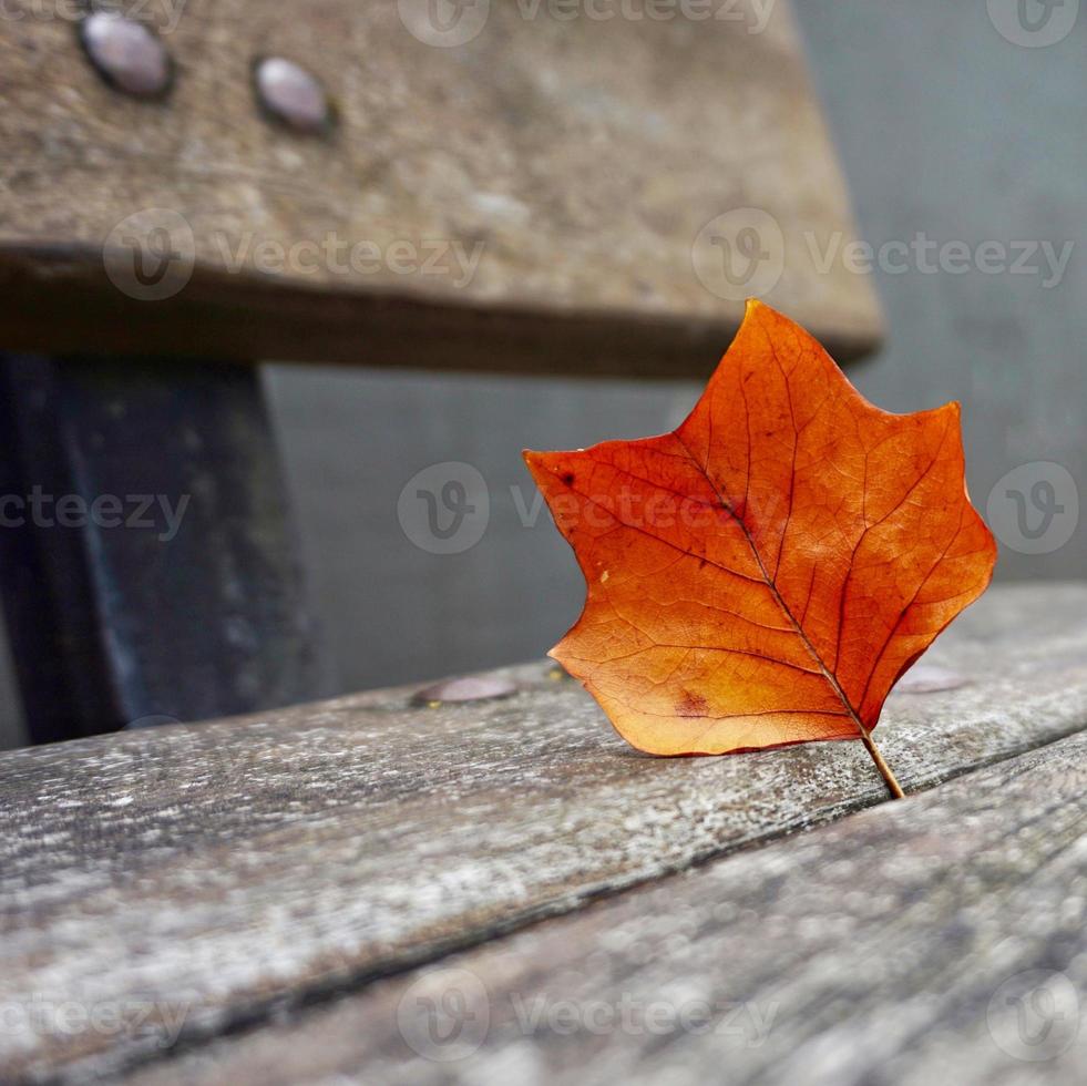 braunes Baumblatt in der Herbstsaison foto