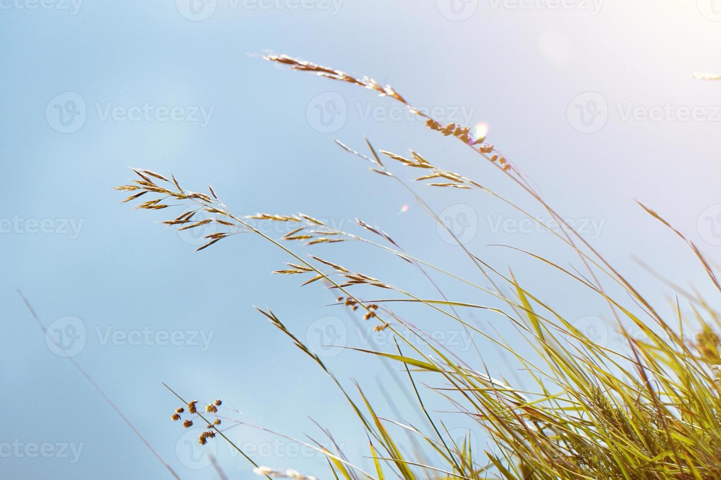 Pflanzen in der Natur im Frühling foto