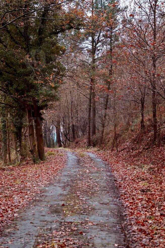 Straße mit braunen Bäumen im Berg in der Herbstsaison foto