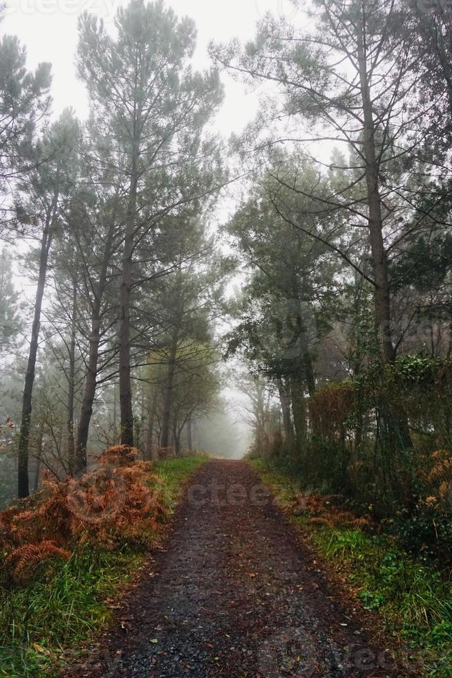 Straße mit braunen Bäumen im Berg in der Herbstsaison foto