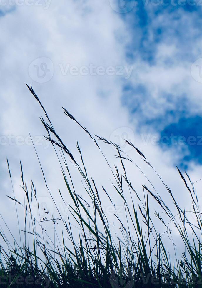 Pflanzen in der Natur im Frühling foto