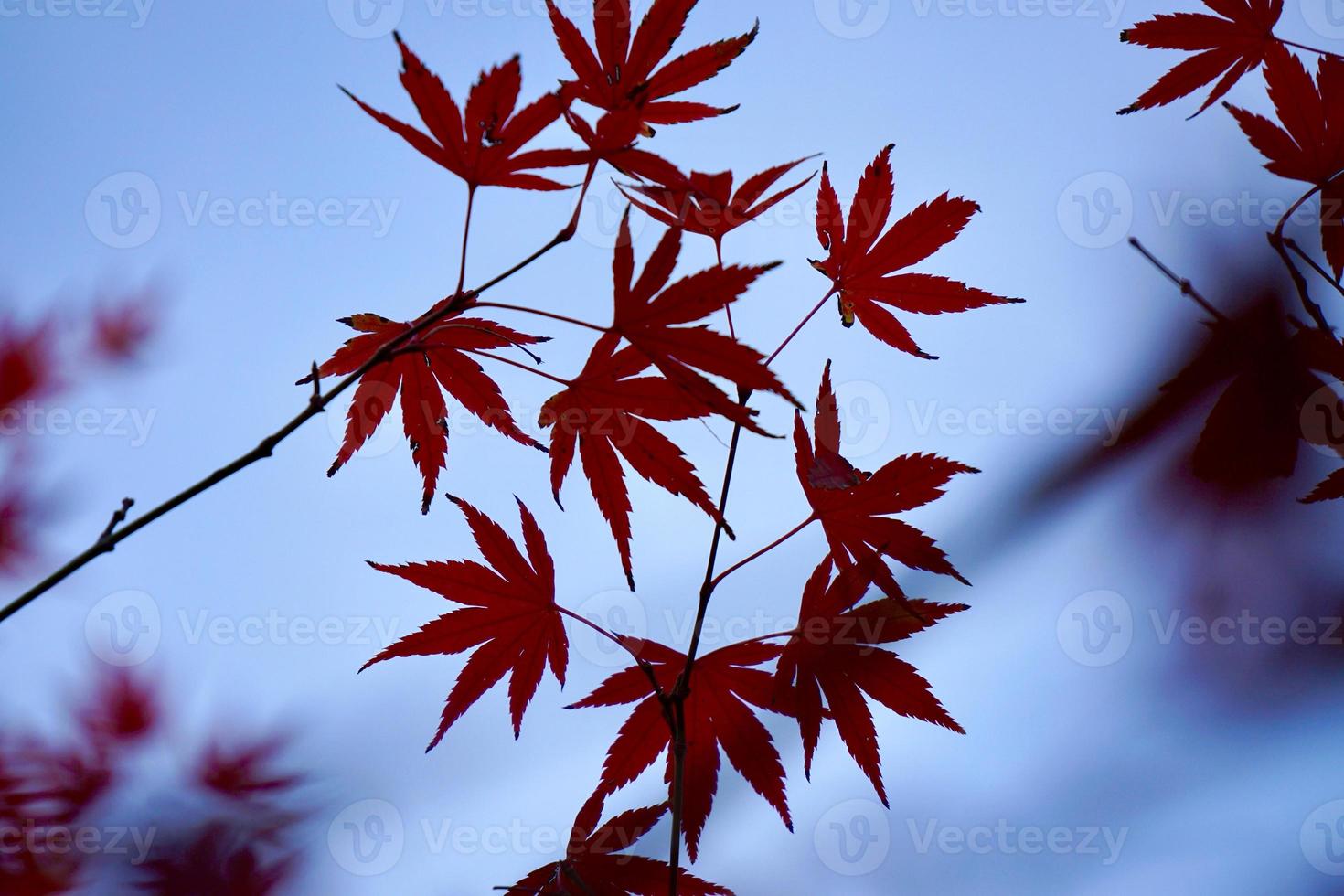 rote Baumblätter in der Herbstsaison foto