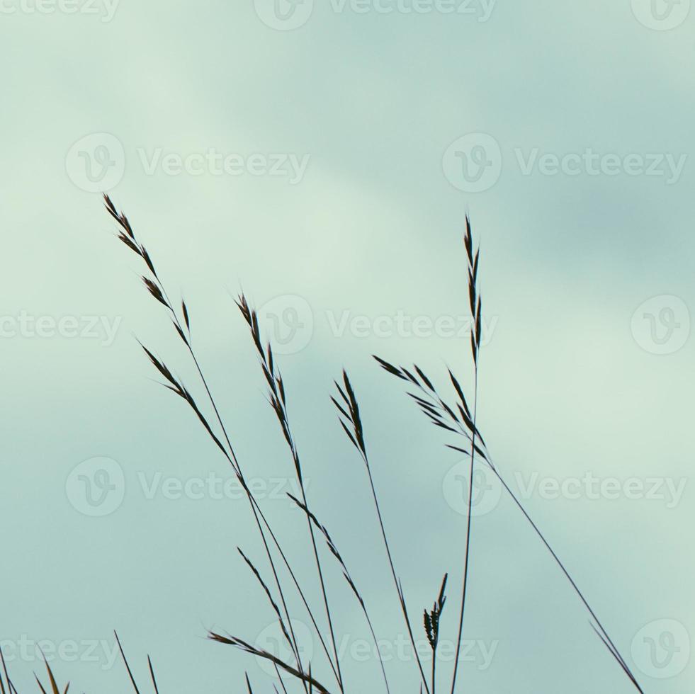 Pflanzen in der Natur im Frühling foto