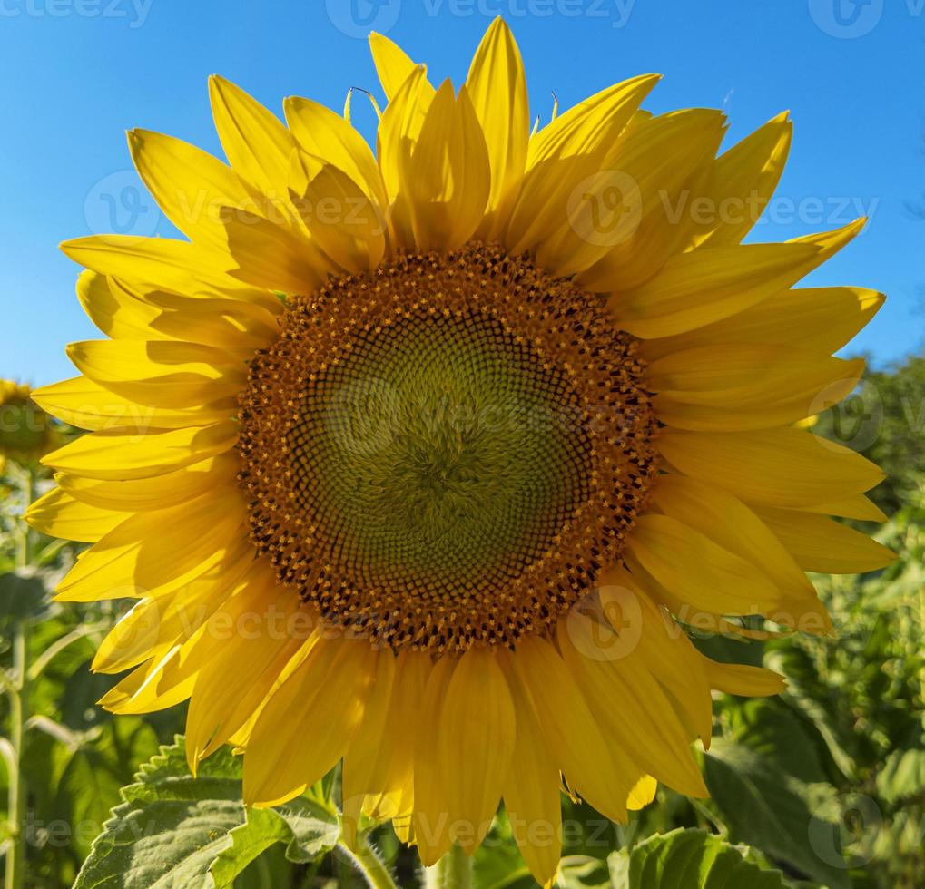 Makro-Sonnenblume mit Samen und gelben Blütenblättern im sonnigen Tag stock photo foto