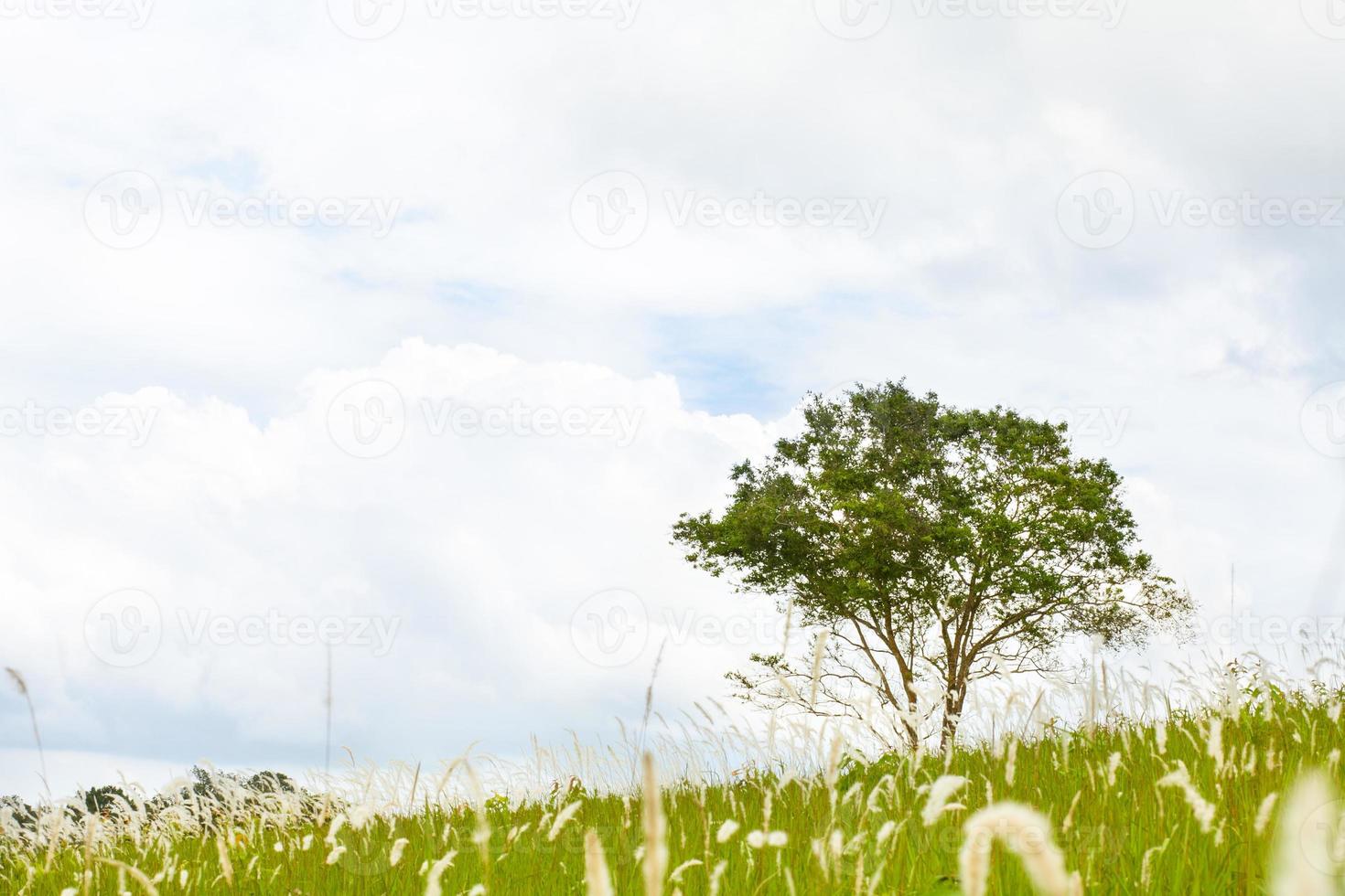 mehrjährig zwischen Grasblüten foto