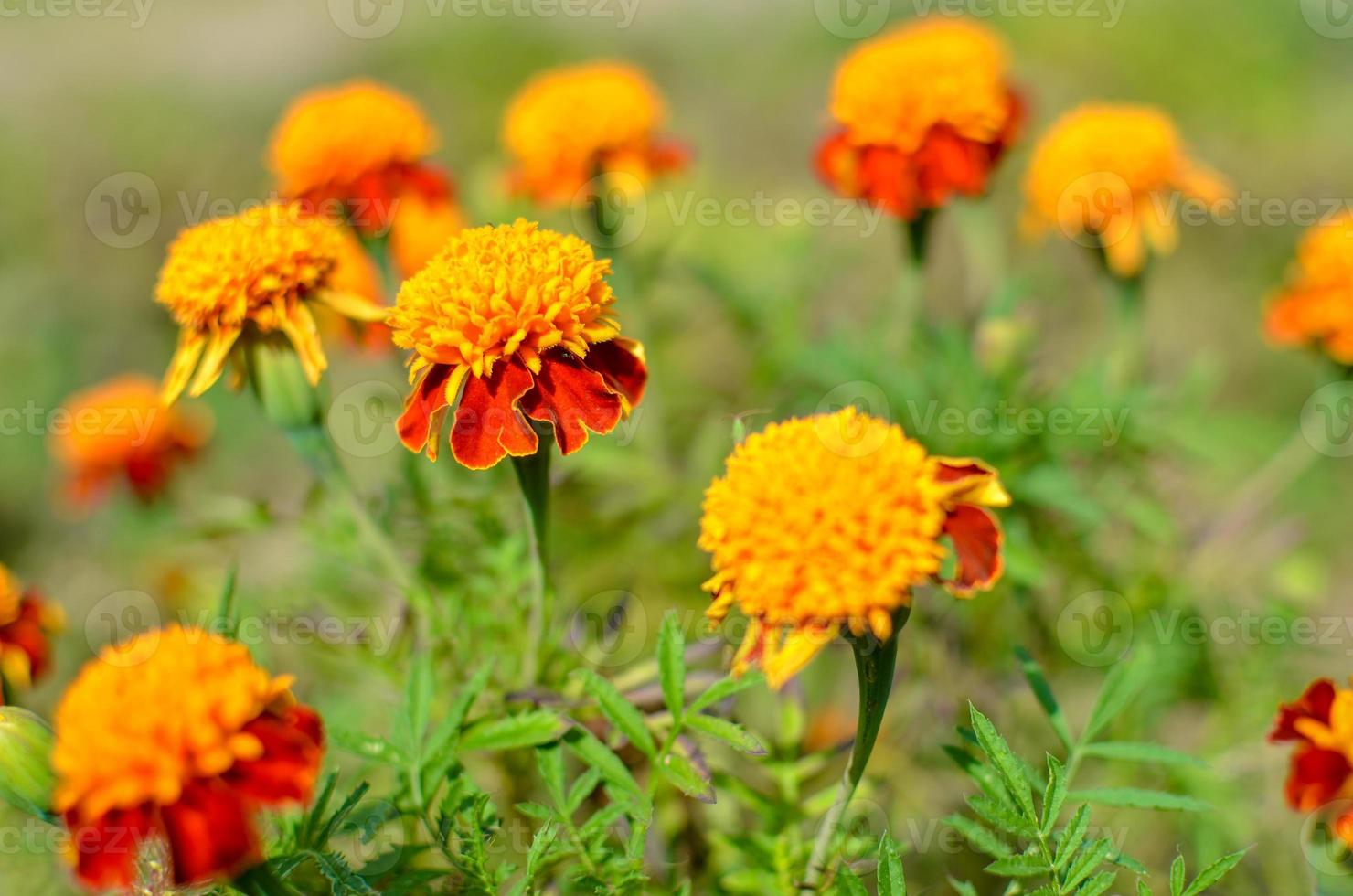 Nahaufnahme der schönen Ringelblumenblume tagetes erecta mexikanischer aztekischer oder afrikanischer Ringelblume im Gartenmakro der Ringelblume im Blumenbeet sonniger Tag foto