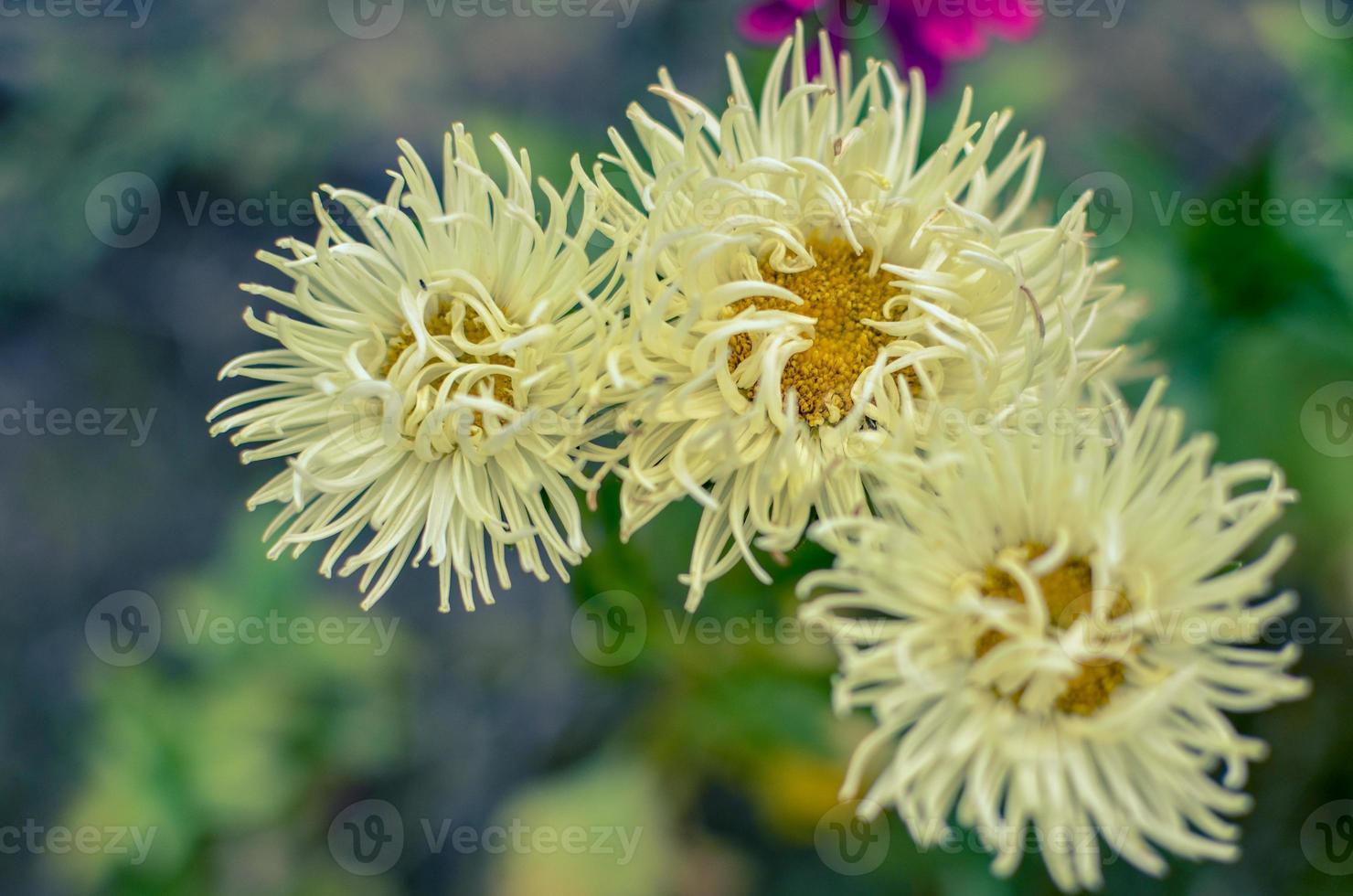 Makrofoto Natur blühende Blume weiße Aster als Hintergrundbeschaffenheit foto