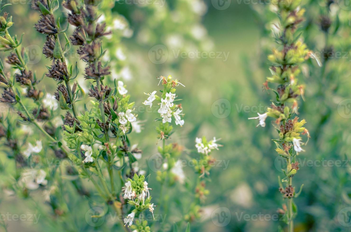 Thymus serpyllum blüht in der Gartennahaufnahme foto