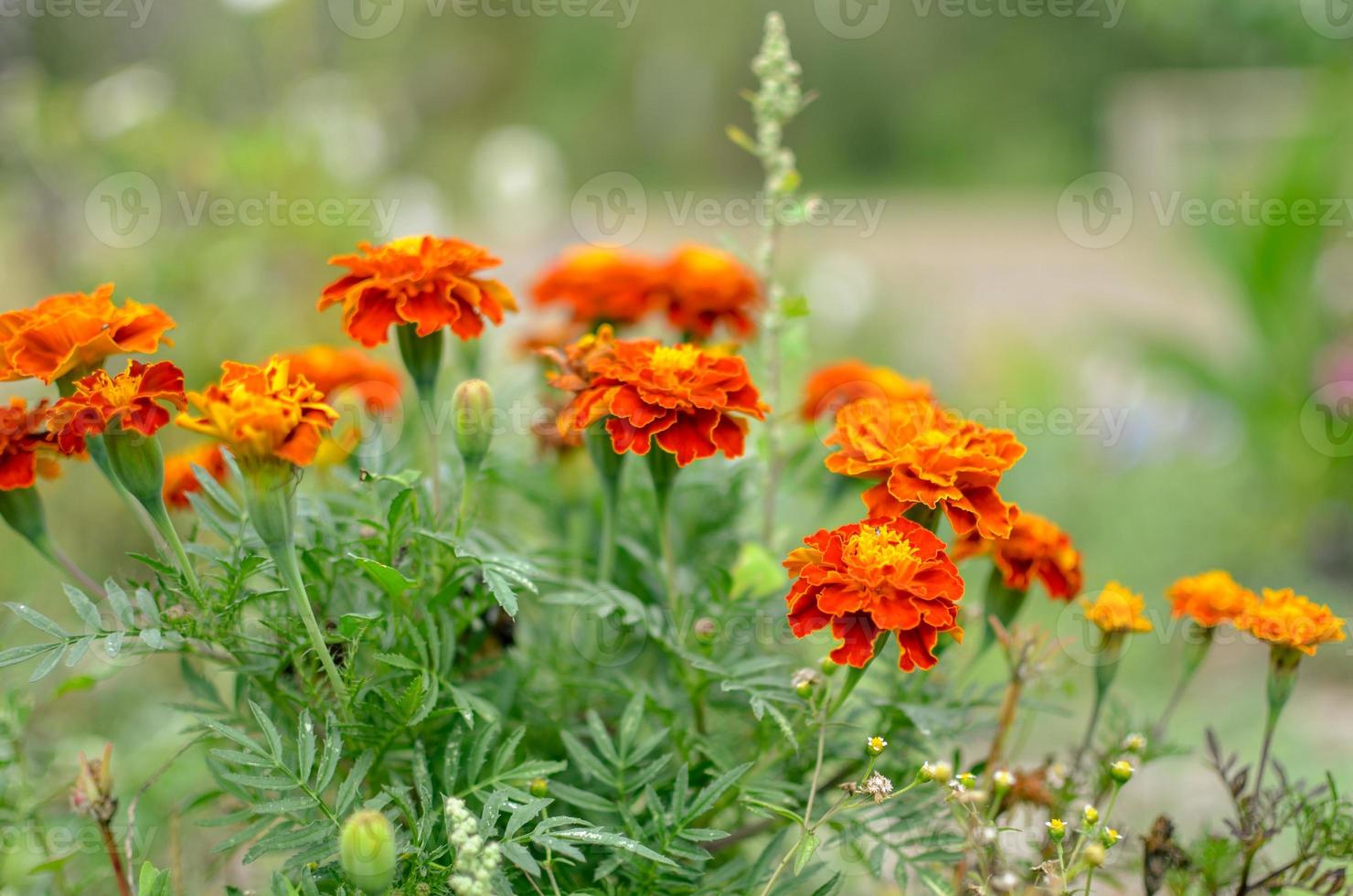 Nahaufnahme der schönen Ringelblumenblume tagetes erecta mexikanischer aztekischer oder afrikanischer Ringelblume im Gartenmakro der Ringelblume im Blumenbeet sonniger Tag foto