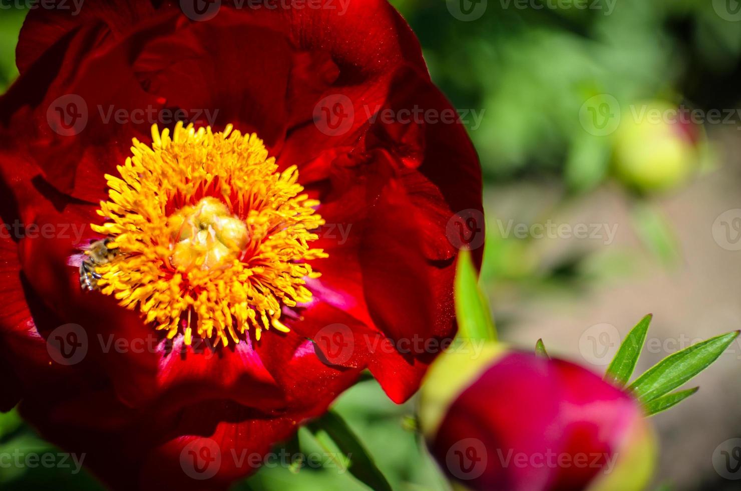 Baumpfingstrose, die im Frühling im Garten blüht foto