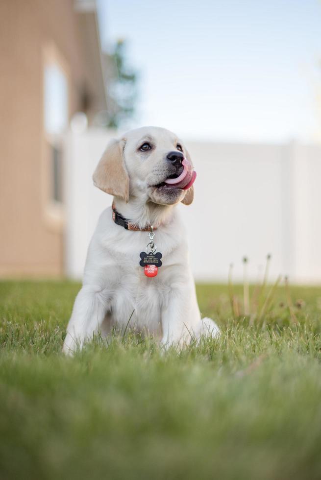 Hund spielt auf Rasen foto