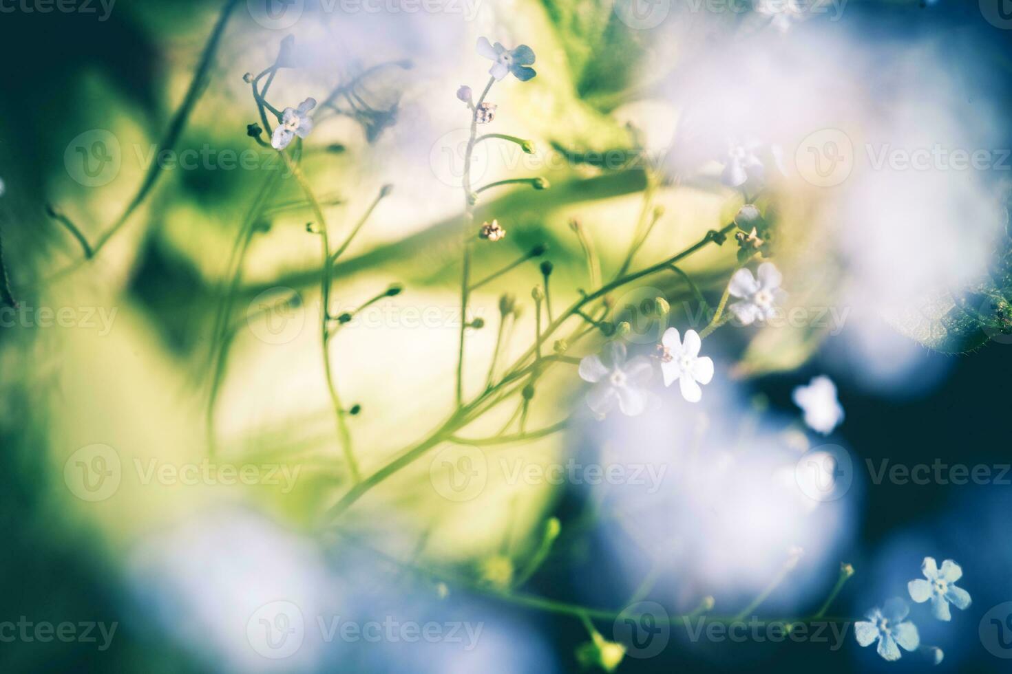 Blumen- Bokehs konzeptionelle Natur Hintergrund foto