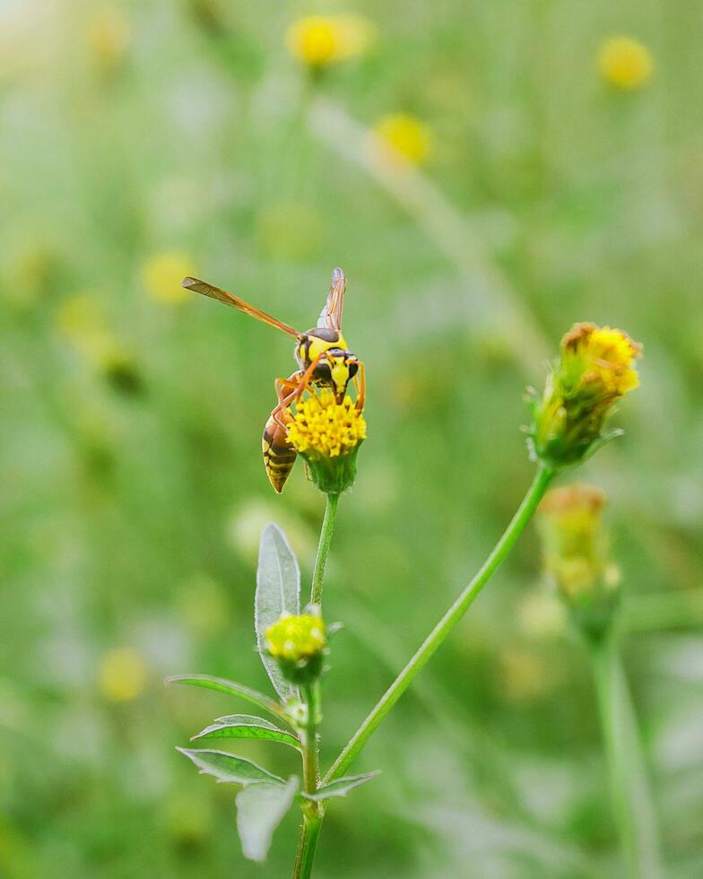 Biene auf einer gelben Blume foto