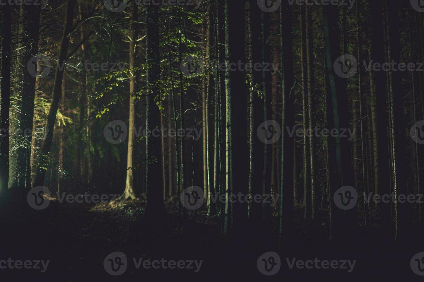 Nacht Zeit Regenfall im Wald foto