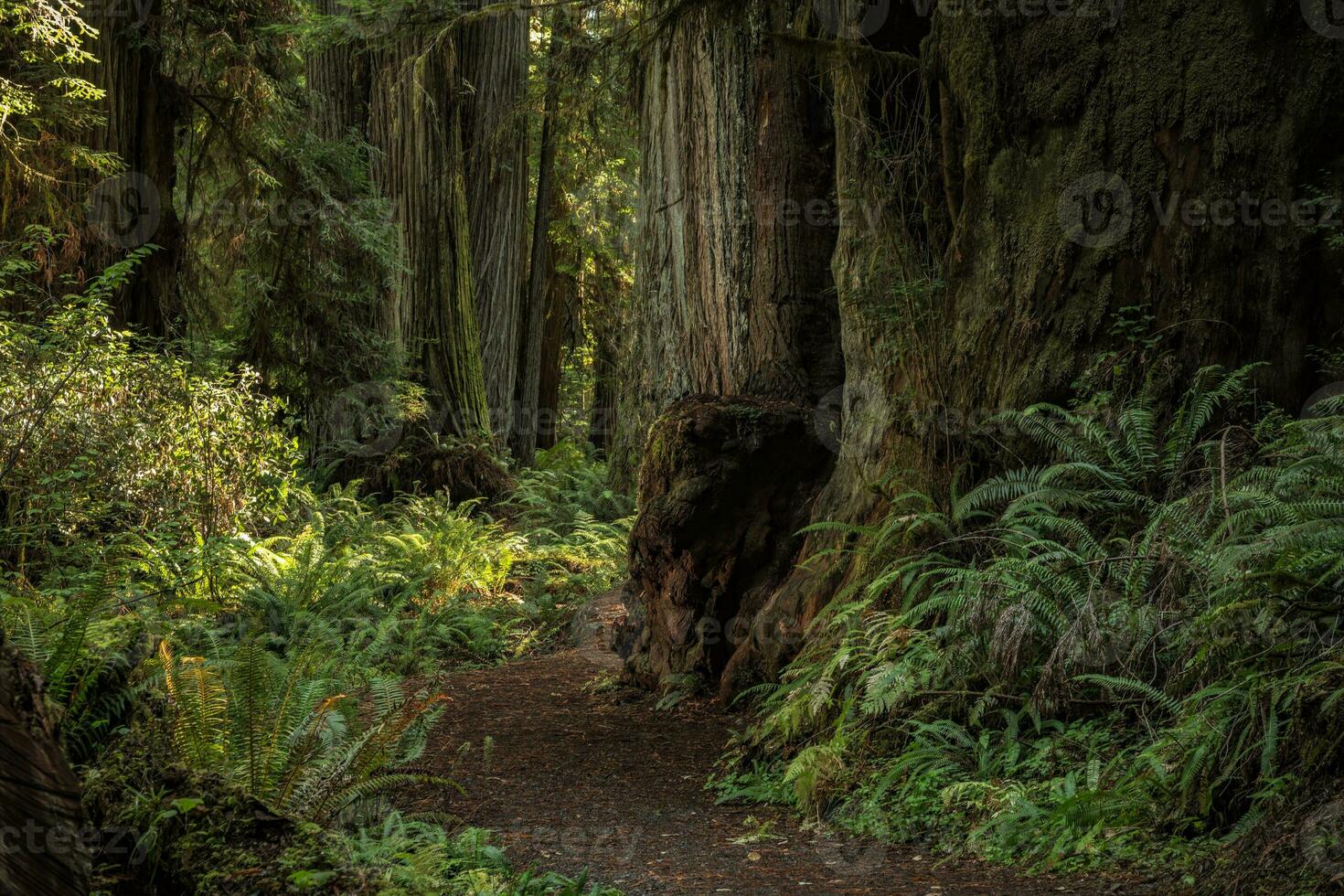 szenisch Redwood Wald Weg foto