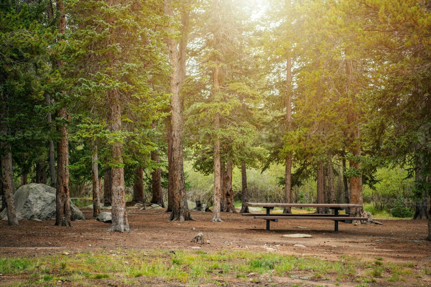 friedlich Nadelbaum Wald foto