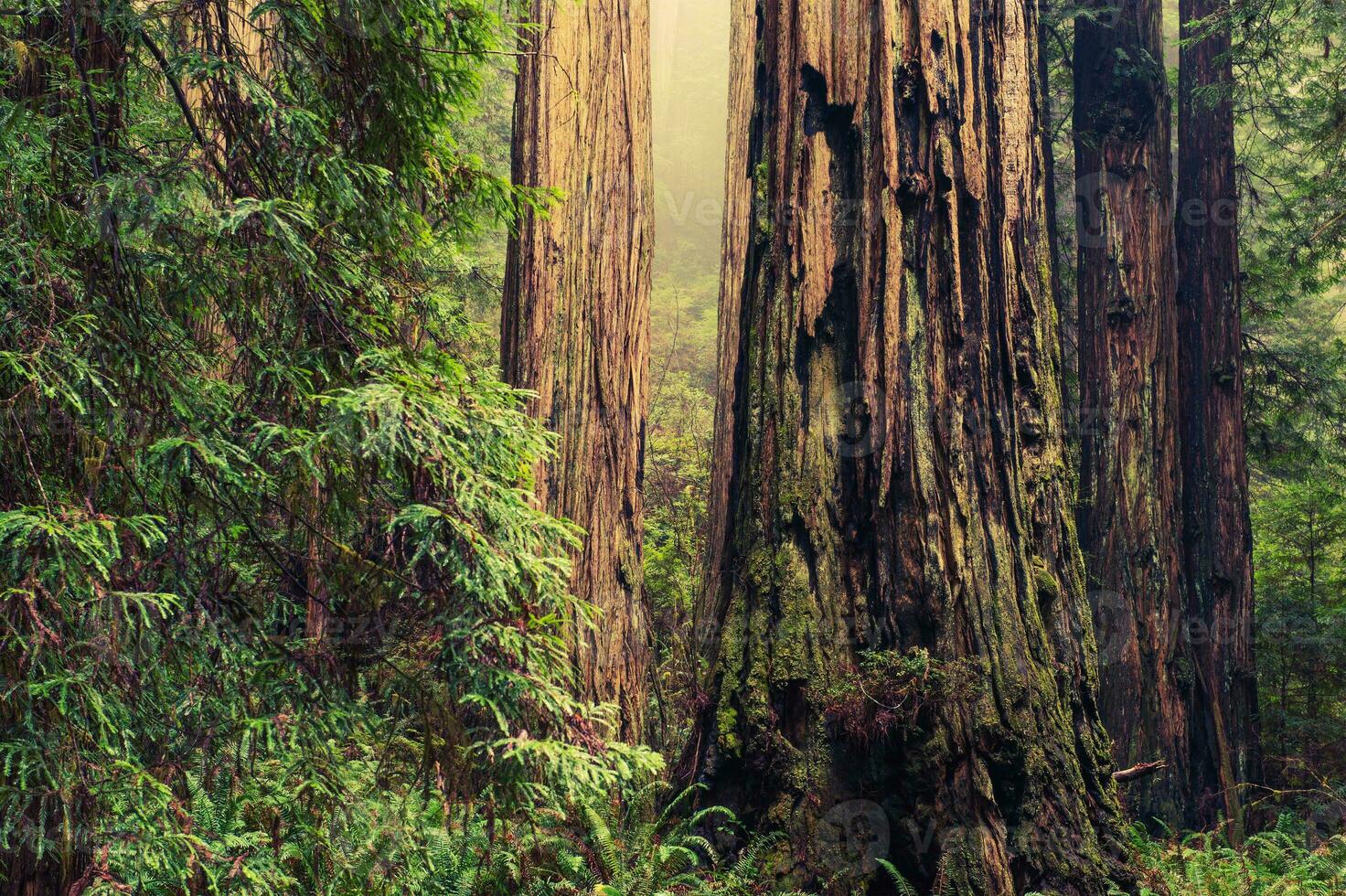 alt Redwood Bäume foto