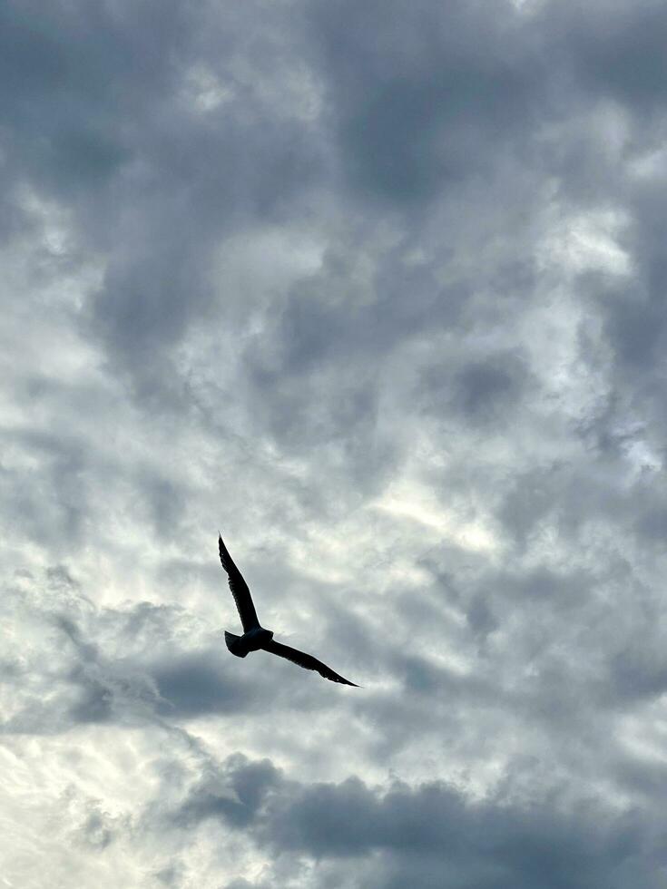 Silhouette von ein Möwe auf das Hintergrund von das Himmel im das Wolken foto