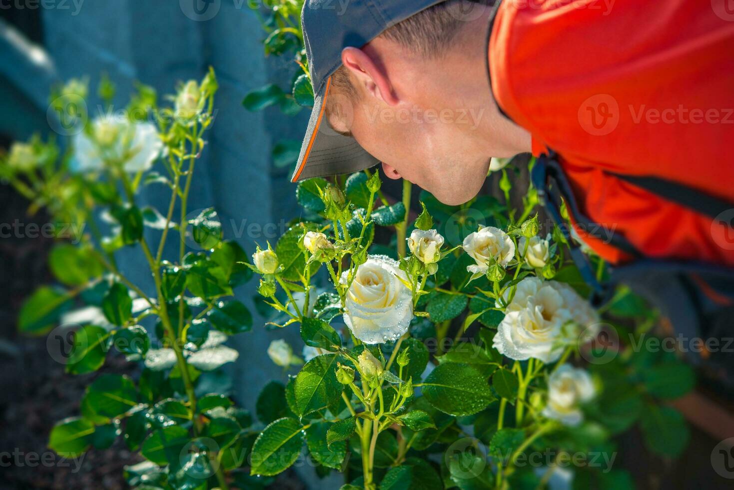 Gärtner riechen Rosen foto