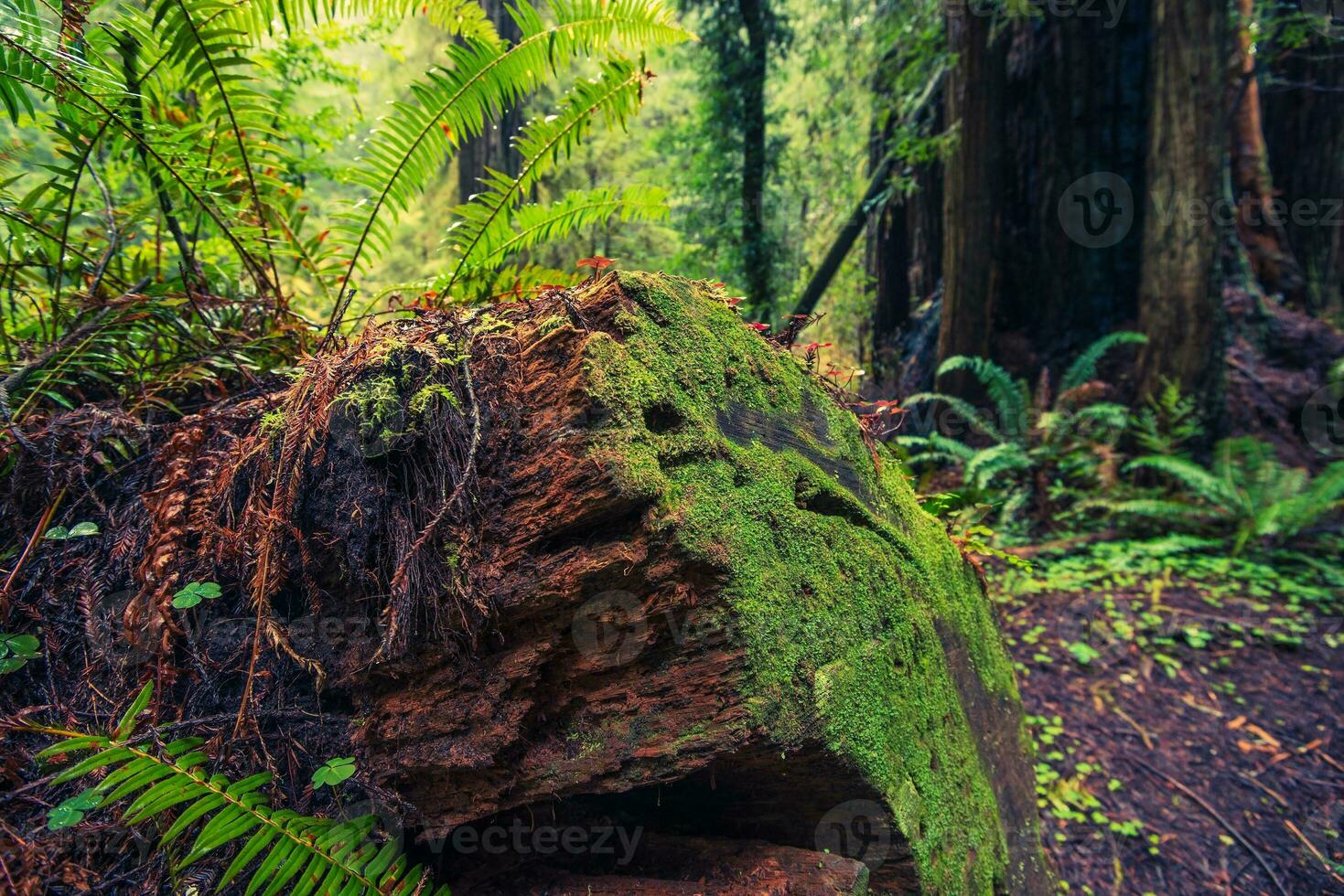gefallen Redwood Baum foto