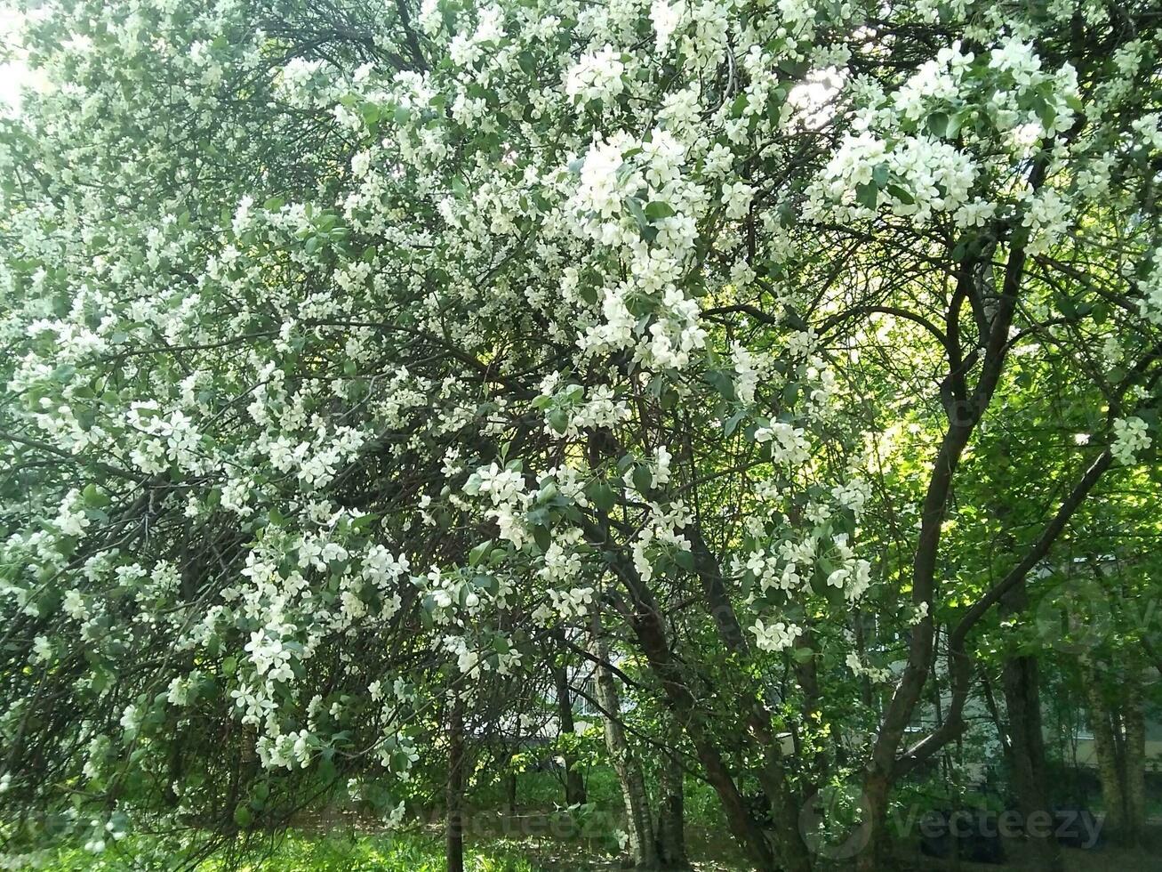 Blühen Apfel Baum im Frühling. foto