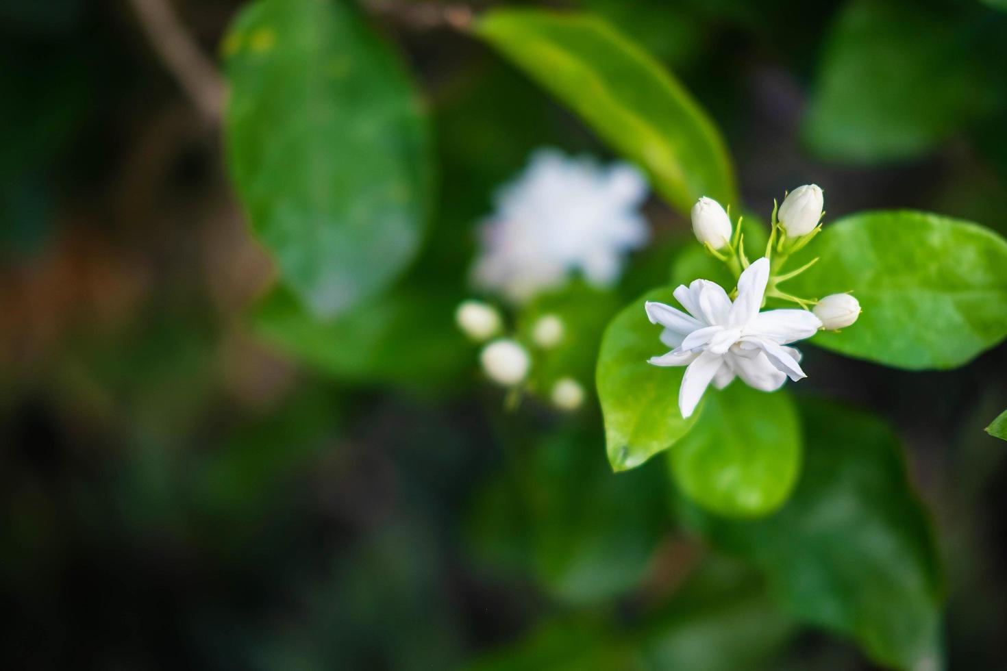 Nahaufnahme von Jasminblüten in einem Garten foto