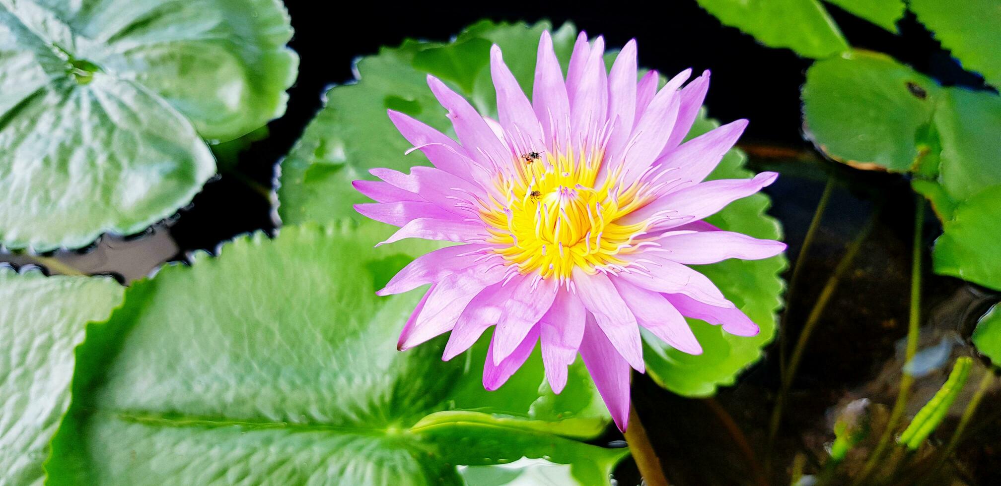 schön violett oder lila Lotus Blühen mit Grün Blätter auf Wasser zum Hintergrund. Schönheit von Natur, Blütenblatt, Pollen und gestalten Konzept foto