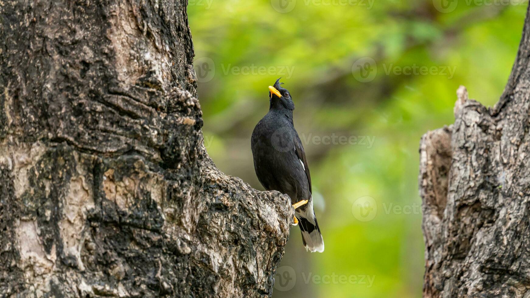 Weiß entlüftet Myna thront auf Baum foto