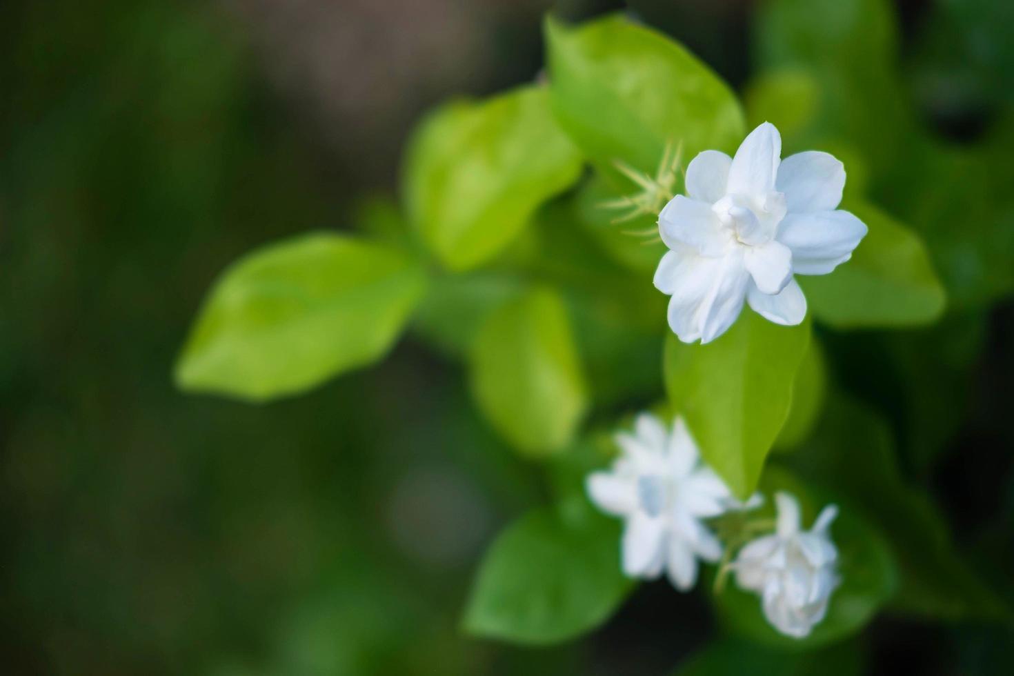 Nahaufnahme von Jasminblüten in einem Garten foto