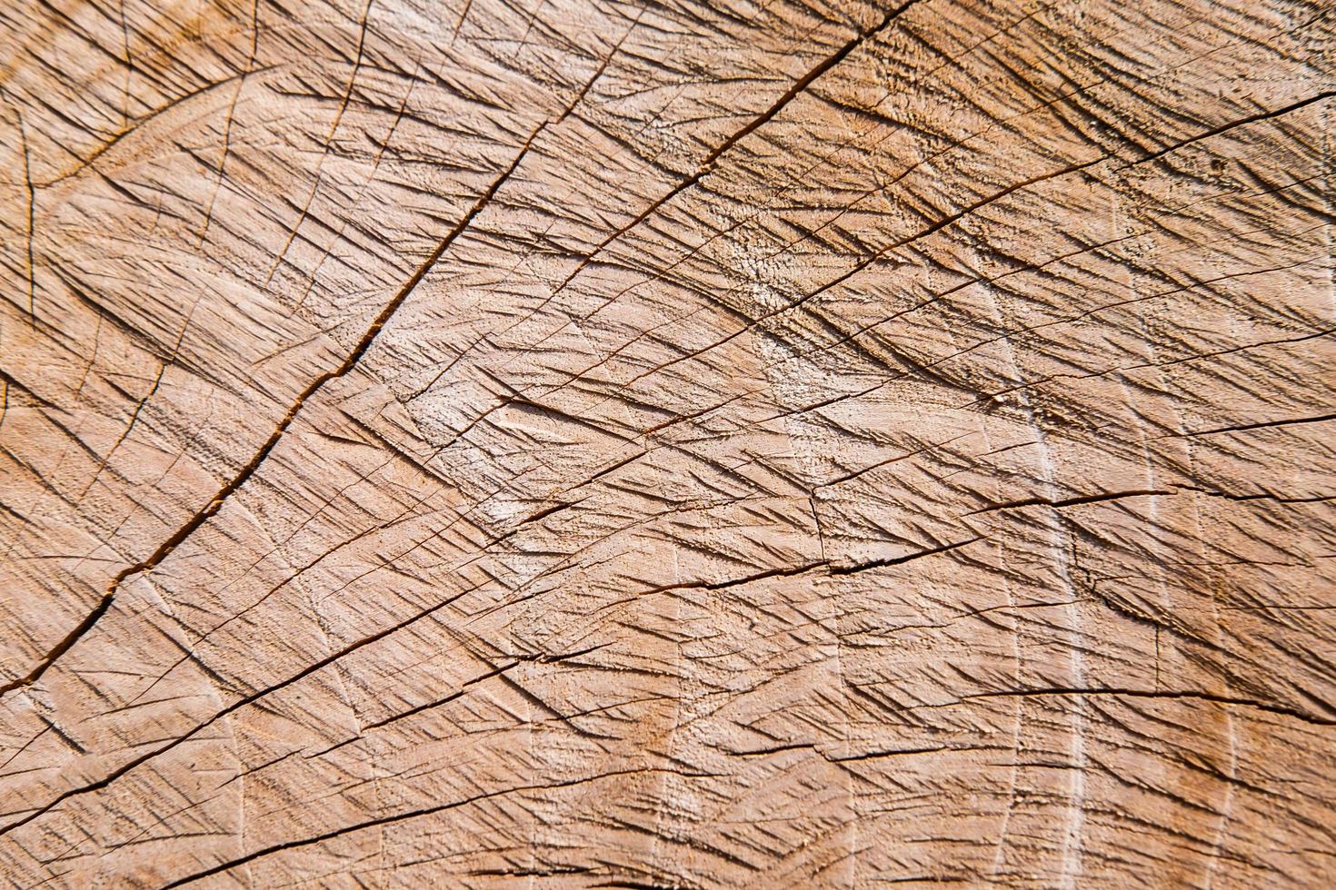 die Oberflächendetails des geschnittenen Baumes foto