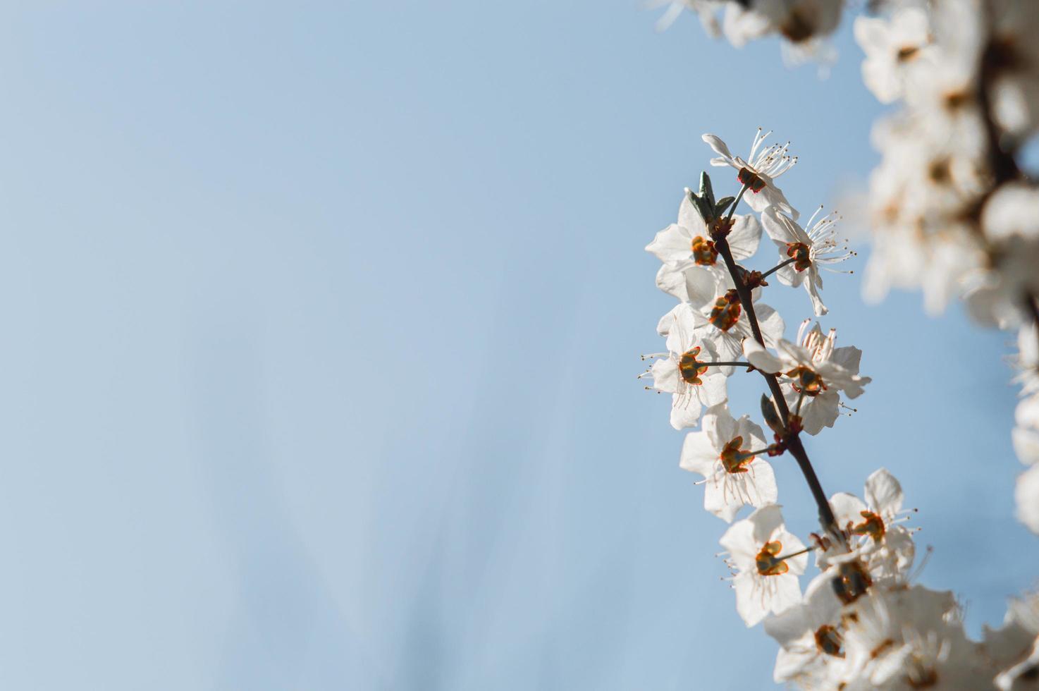 Kirschpflaumenblüten mit weißen Blütenblättern foto