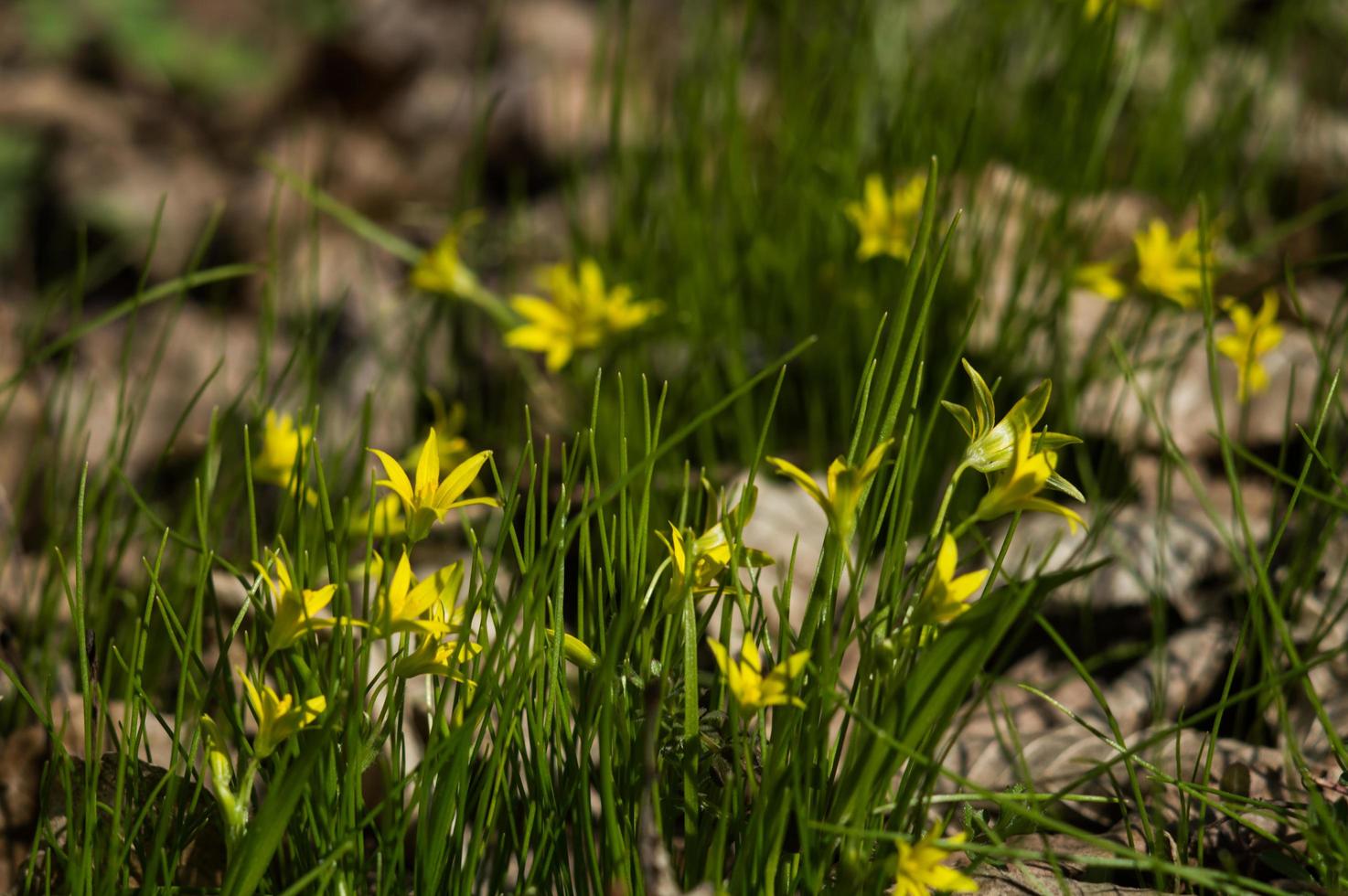 Die ersten gelben Blüten wachsen im Gras foto