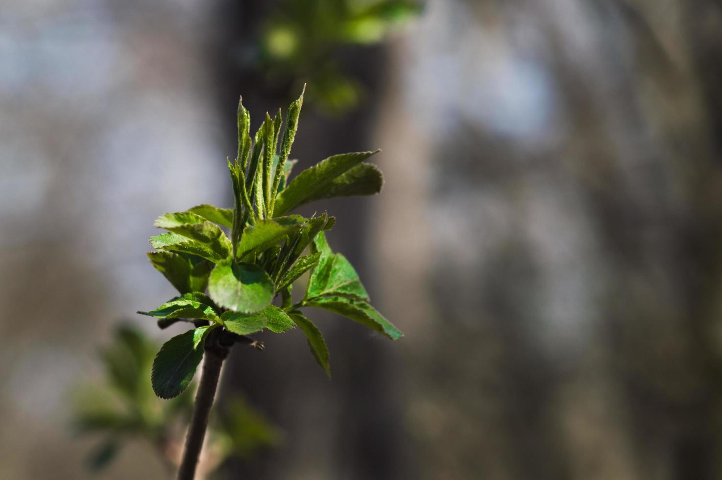 erste grüne Blätter am Ast des Baumes foto