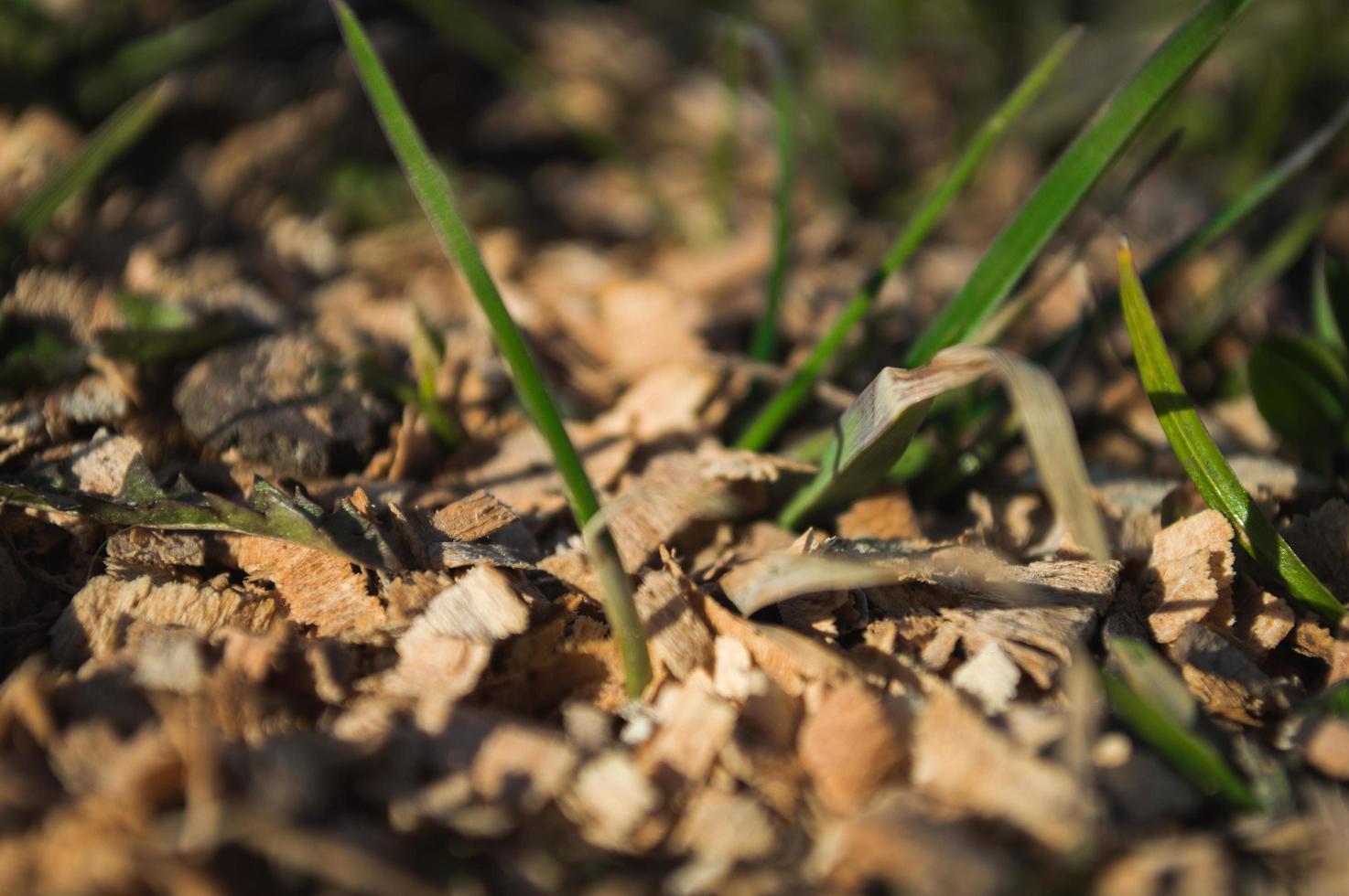 Das erste grüne Gras wächst aus dem Boden foto