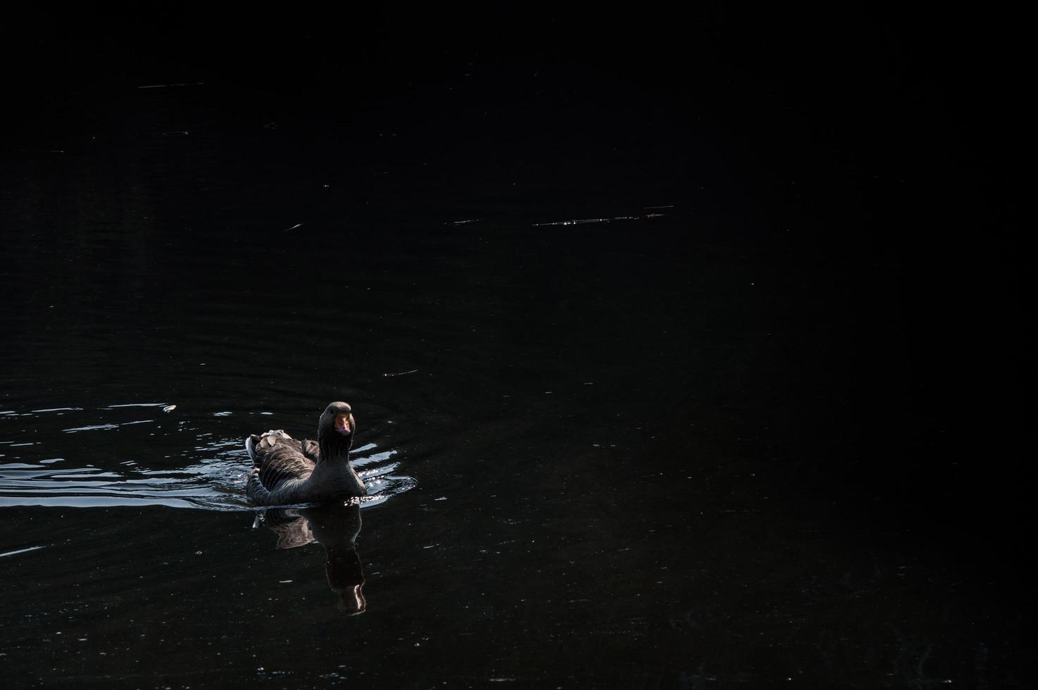 Wildgänse, die im Fluss essen foto