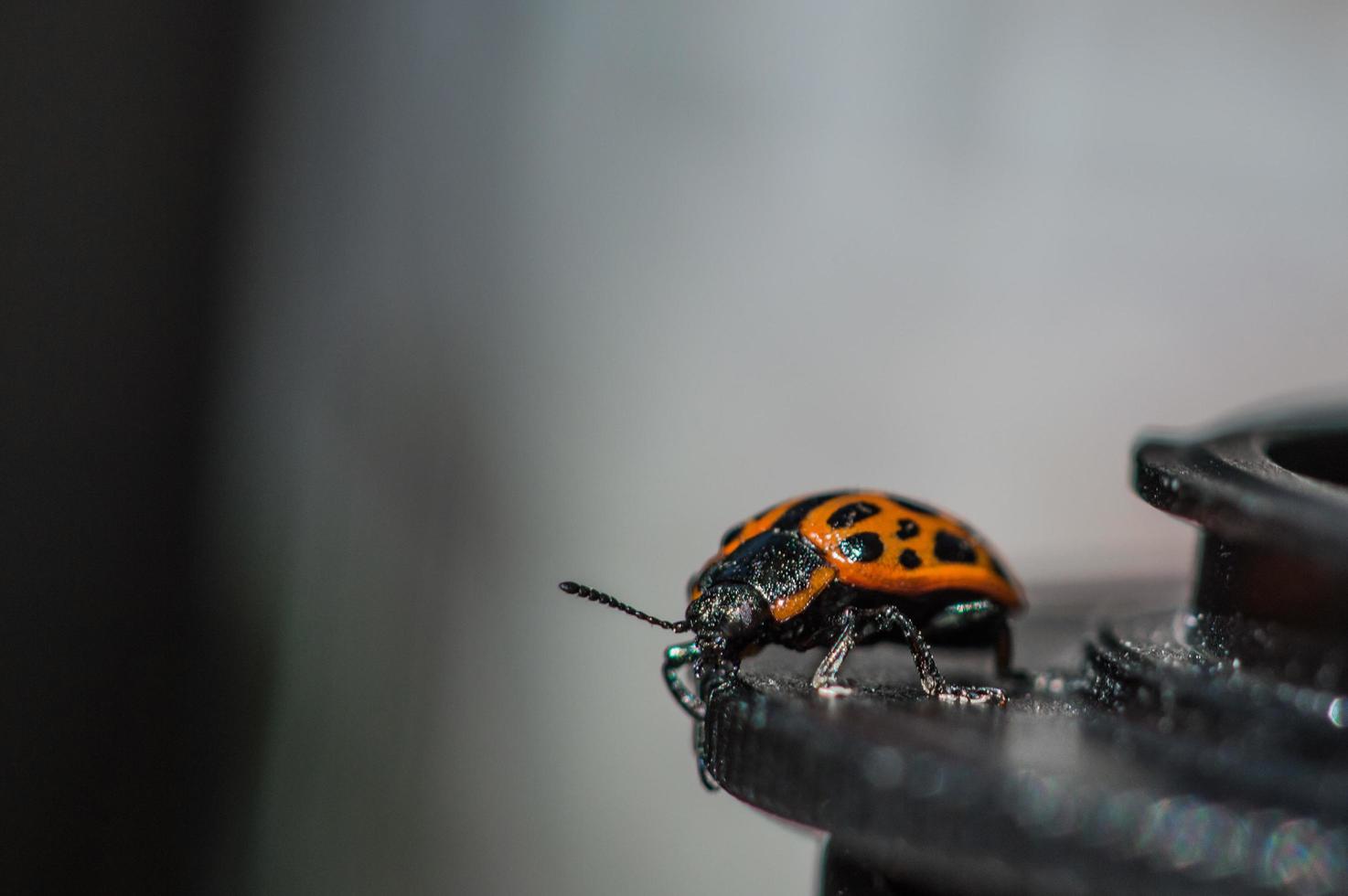 Fehler mit orangefarbenem Körper und schwarzen Punkten im Makro foto