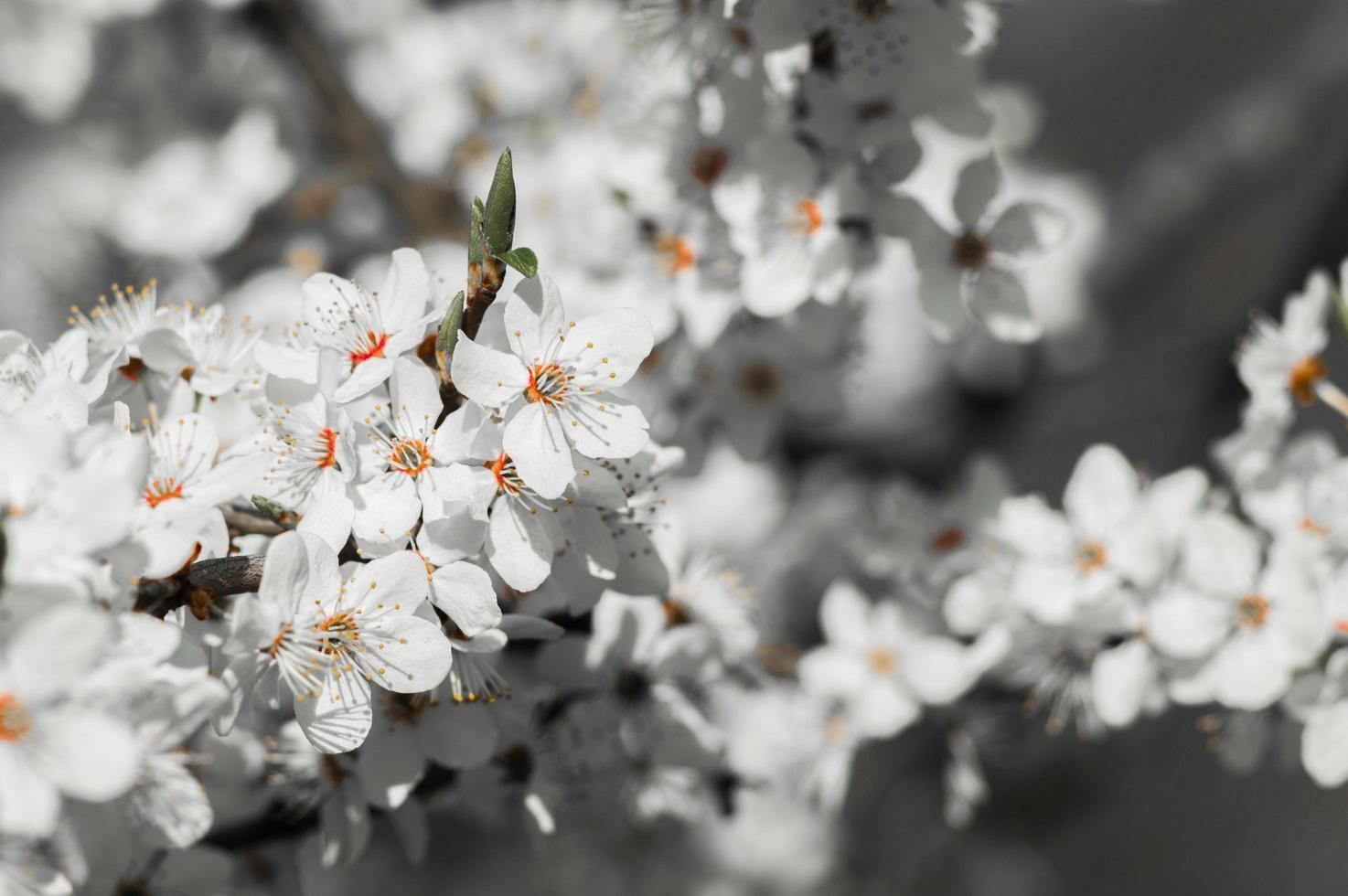 Kirschpflaumenblüten mit weißen Blütenblättern foto