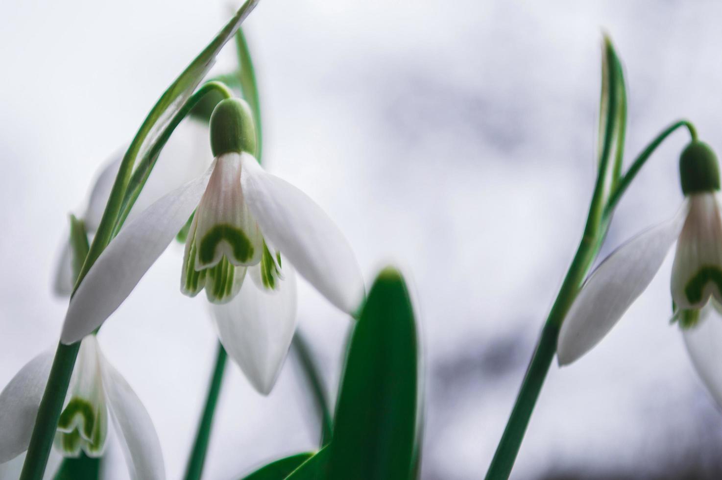 weiße Schneeglöckchen Nahaufnahme mit unscharfem Hintergrund foto