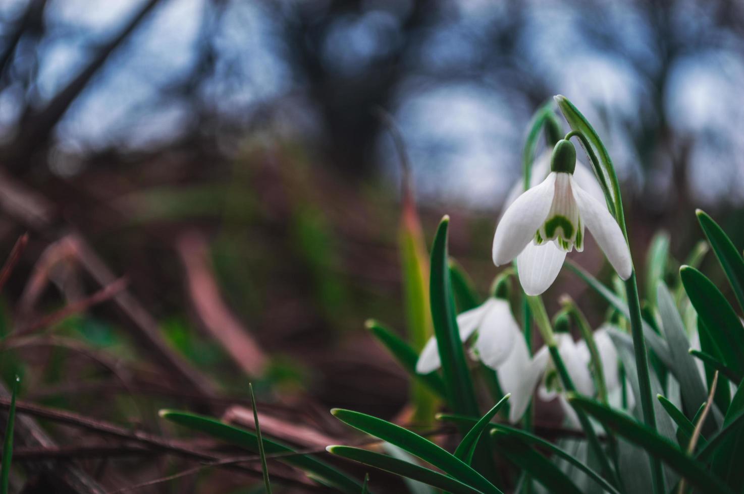 weiße Schneeglöckchen Nahaufnahme mit unscharfem Hintergrund foto