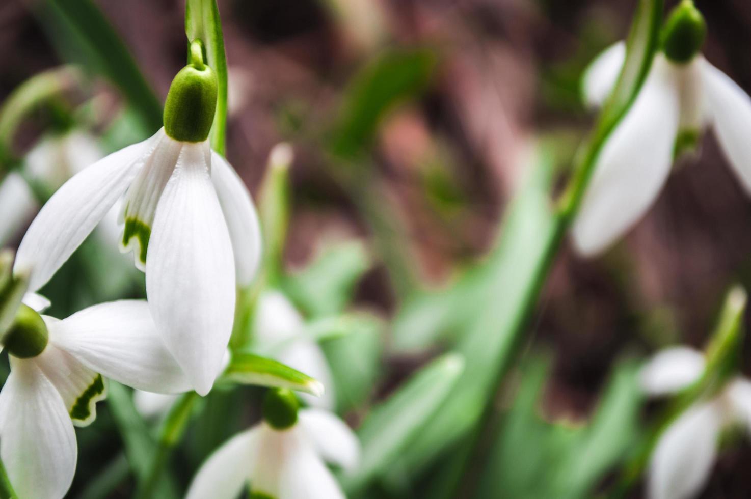 weiße Schneeglöckchen Nahaufnahme mit unscharfem Hintergrund foto