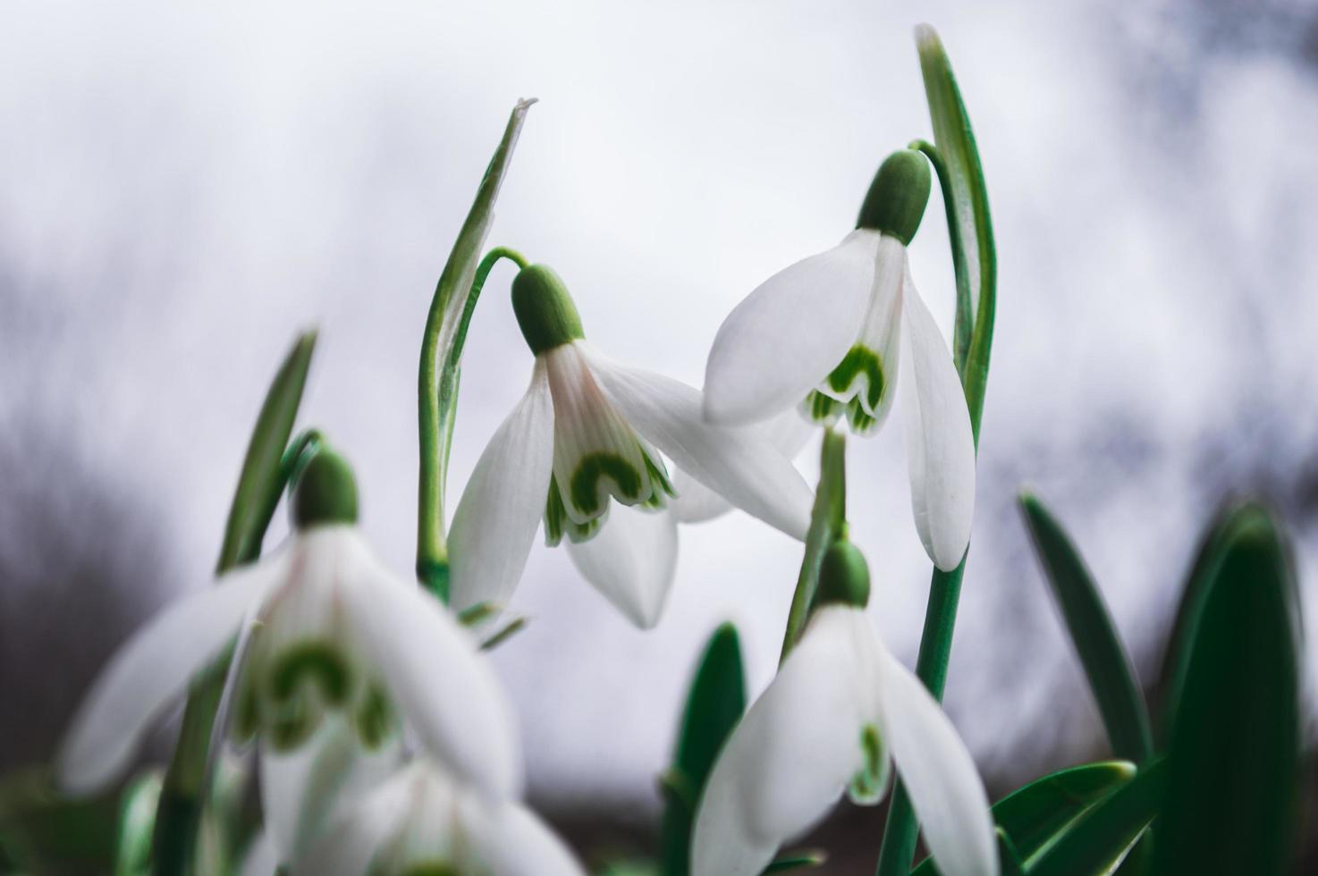 weiße Schneeglöckchen Nahaufnahme mit unscharfem Hintergrund foto