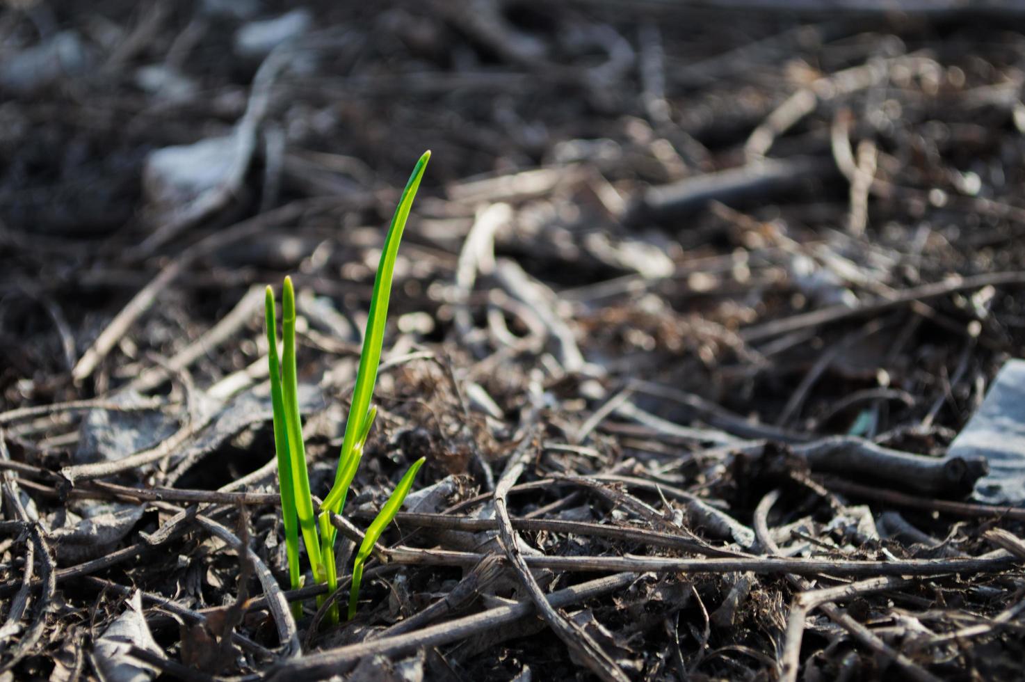 Das erste grüne Gras wächst aus dem Boden foto