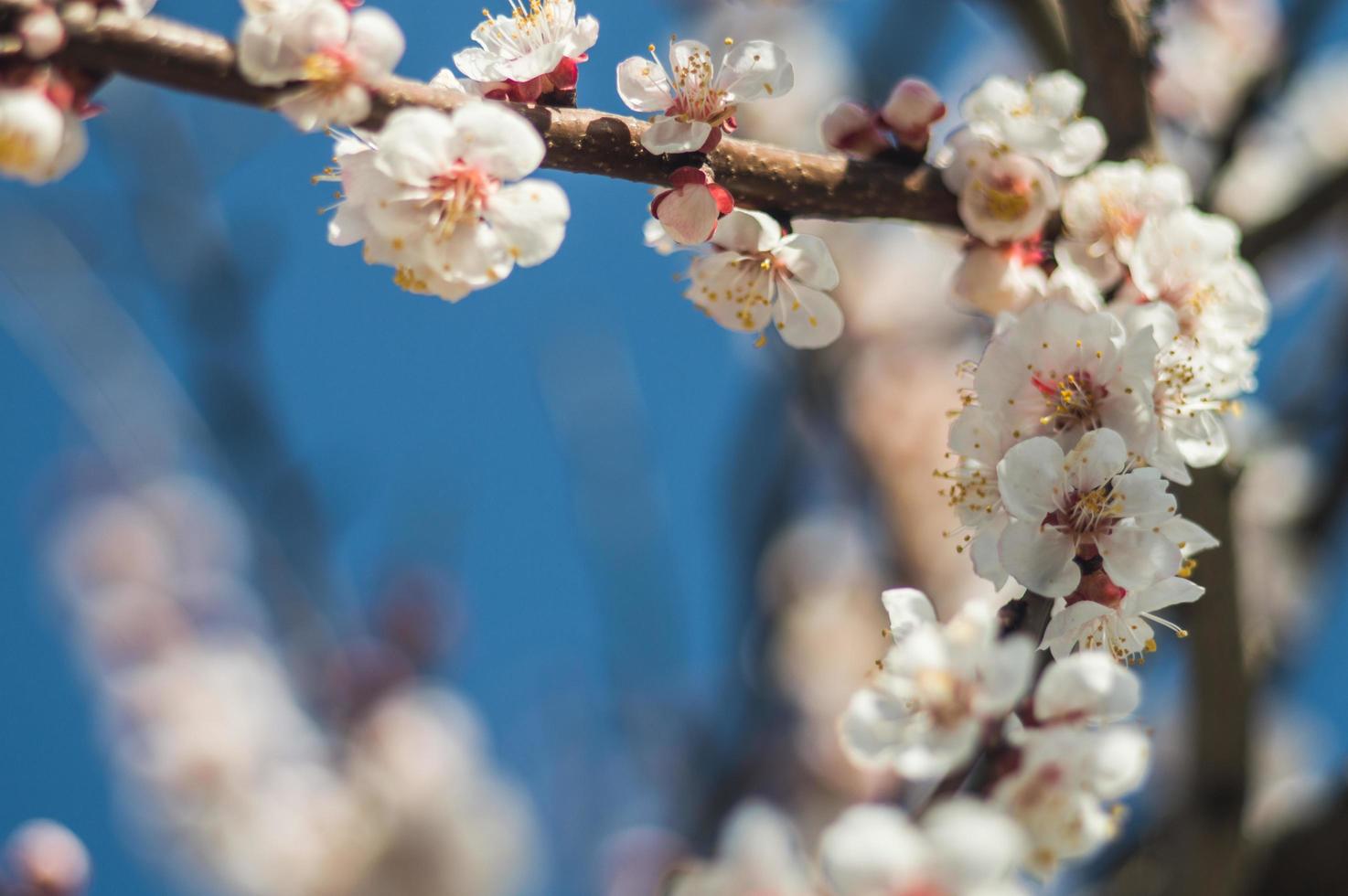 Aprikosenblüten mit weißen und roten Blütenblättern foto