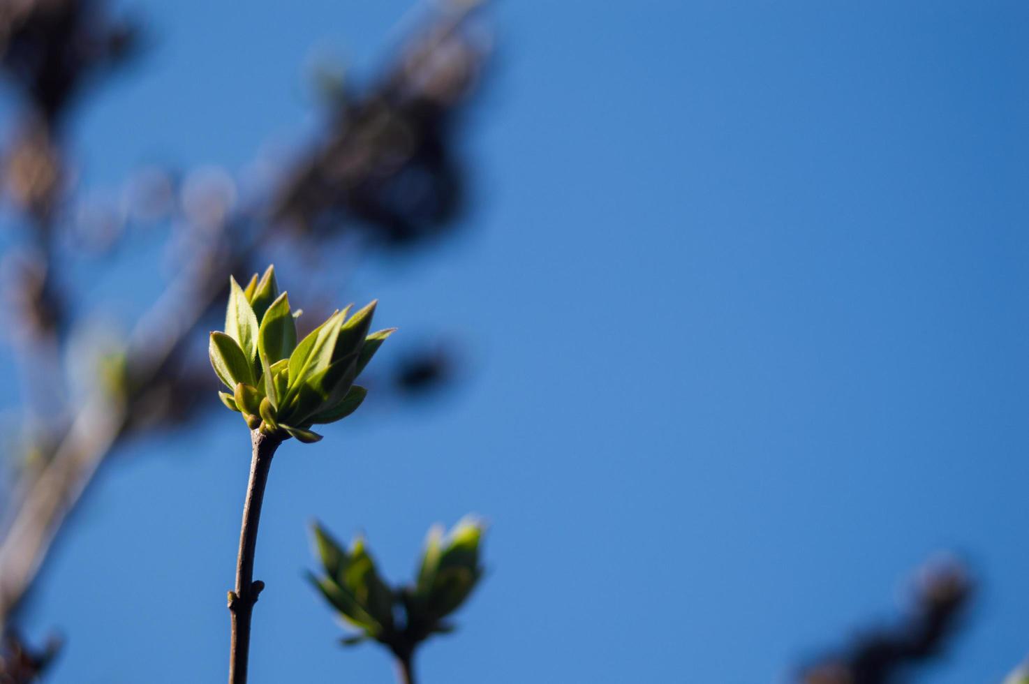 erste grüne Blätter am Ast des Baumes foto