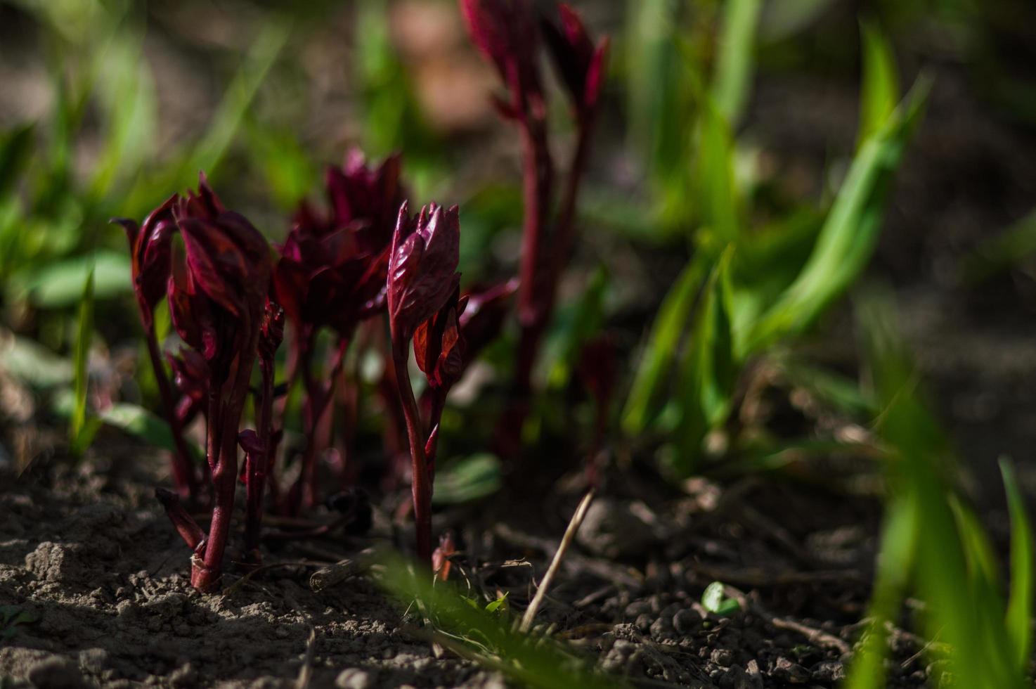 rote Pflanzen Nahaufnahme auf unscharfem Hintergrund foto