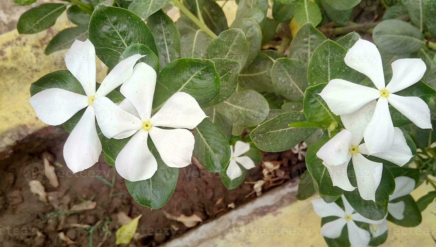 schön Weiß vinca Blumen, frisch Weiß Immergrün Madagaskar Blume foto