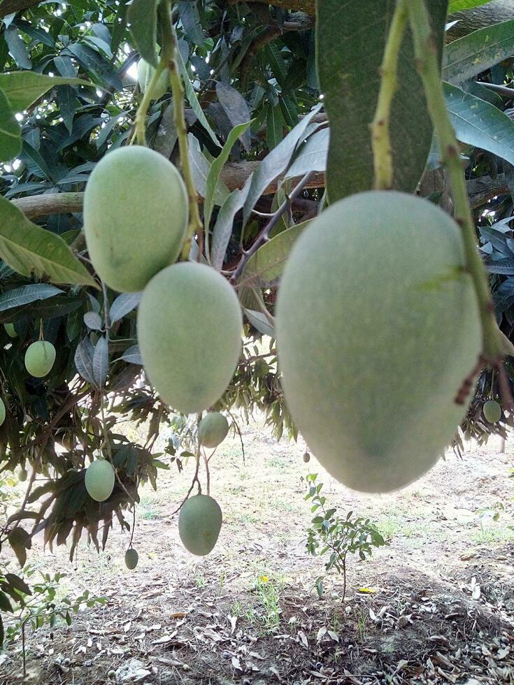 Mango Bild Naogaon Bangladesch Augen Stoßstange Mango Ausbeute foto