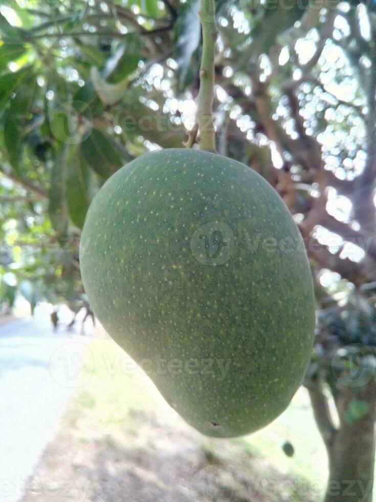 Naogaon Grün organisch langra Mango foto