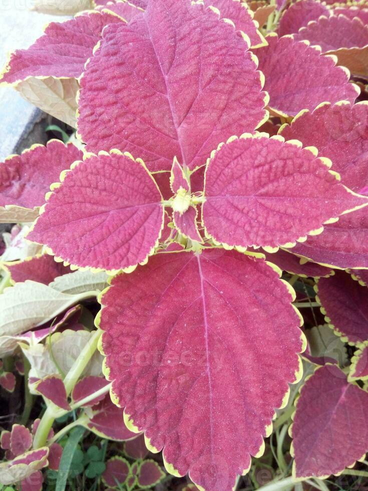 schön Blumen Curry Blatt im Bangladesch foto