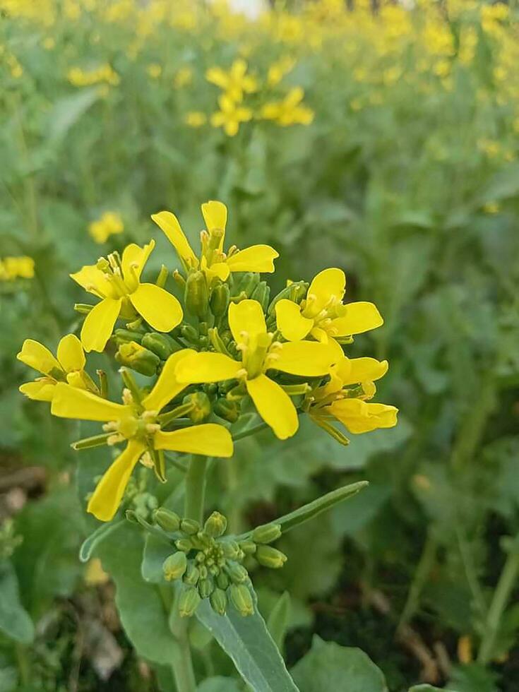 Schönheit von Natur Gelb Senf Blumen foto